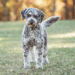 Lizzy - Goldendoodle