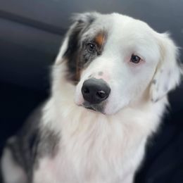 Australian Cattle Dog, Australian Shepherd, Companion Cross, and Miniature Australian Shepherd Puppies from MK Aussies