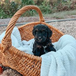 Hank - Black phantom male Aussiedoodle puppy in Tryon, North Carolina from Melrose Mountain Farm