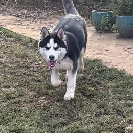 Yellow - Black and white Siberian Husky puppy in Ocosta, Washington from Shaffer Family Farm