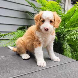 Heidi - Red female Bernedoodle puppy in Narvon, Pennsylvania from Beartown Doodles