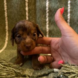 Bailey - Dapple female Dachshund puppy in Ridgeville, Indiana from McCord’s Standard Aussies