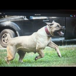 Storm - Boerboel