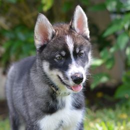 Siberian Husky Puppies from SoFlo Siberians