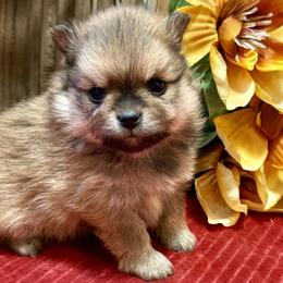 Pomeranian and Pomsky Puppies from Stacey Venable