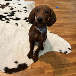 Redbone Coonhound Puppies from Shannon Family Redbone Coonhounds