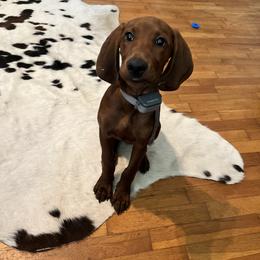 Redbone Coonhound Puppies from Shannon Family Redbone Coonhounds