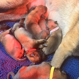 Girl 2 - Fawn female Belgian Malinois puppy in Bowman, South Carolina from Cascade Kennels