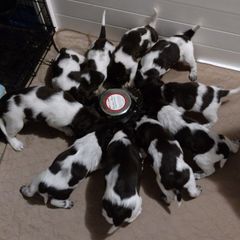 Small Munsterlander Pointer Puppies from vom Eiswald Kleine Munsterlanders