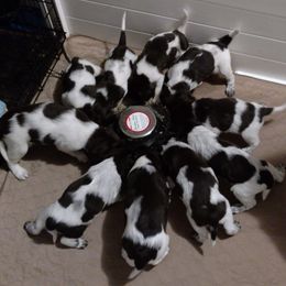 Small Munsterlander Pointer Puppies from vom Eiswald Kleine Munsterlanders