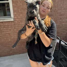 Girl 3 - Gray female Cane Corso puppy in Highland, Illinois from C&I Elite Cane Corso