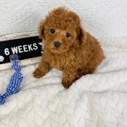 Lightning - Red  male Poodle puppy in Florida from Adorable Toy-Miniature Poodles