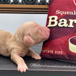 Barbecute - Cream male Dachshund puppy in Montevallo, Alabama from Mallard's Miniature Dachshunds