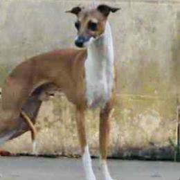 Puddles - Italian Greyhound