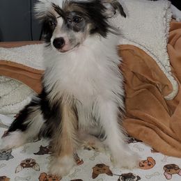 Chinese Crested Puppies from Perfect Pups R Us