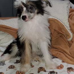 Chinese Crested Puppies from Perfect Pups R Us