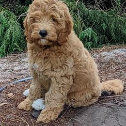 Goldendoodle Puppies from Frannie's Goldendoodle Puppies
