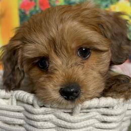 Lotus - Red male Havanese puppy in Clermont, Florida from Country Sweet Havanese and Creative Coaching