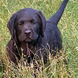 Cavalier King Charles Spaniels and Labrador Retrievers from Crystal Kennels