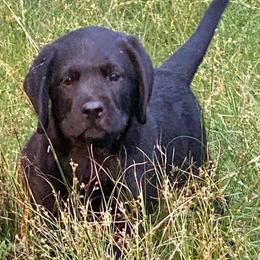 Cavalier King Charles Spaniels and Labrador Retrievers from Crystal Kennels