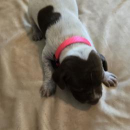 Pink Female - Liver roan female German Shorthaired Pointer puppy in Piedmont, South Carolina from Barnes GSPs