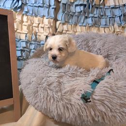 Coton de Tulear and Poodle Puppies from Legacy Pets