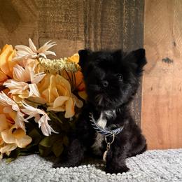 Kingston - Black and gold male Yorkshire Terrier puppy in Howe, Oklahoma from Ray Holder