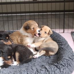 Collie Puppies from Arabella Collies
