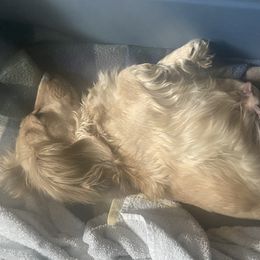 Delta - Dachshund