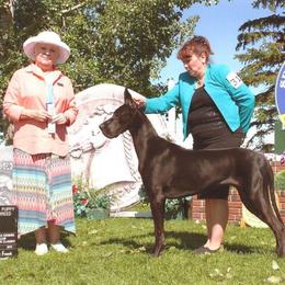 Great Dane Puppies from Dunn Right Ranch