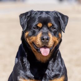 Kick - Rottweiler