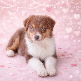 Flit - Red tri-color female Australian Shepherd puppy in Diberville, Mississippi from Bon Temps Ranch