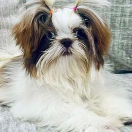 Lilly - Shih Tzu