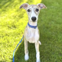 Yellow Collar Boy - Fawn brindle male Whippet puppy in Holly Springs, Mississippi from Crossway Akitas, Whippets, & Russian Toys