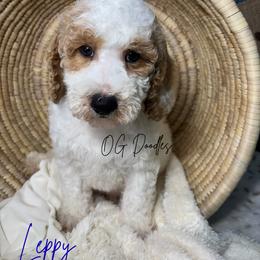 Leppy aka Leprechaun - Parti male Goldendoodle puppy in Cleveland, Georgia from The O.G. Doodles