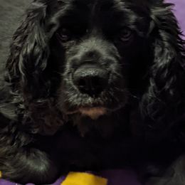 Cocker Spaniels from Shandra's Happy Tails Cockers