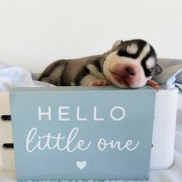 Joker - Black and white male Siberian Husky puppy in Jacksonville, North Carolina from Seabound Siberians