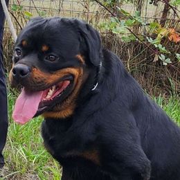 Zumi - Rottweiler