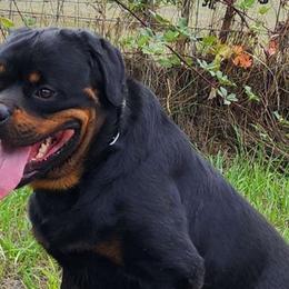 Zumi - Rottweiler
