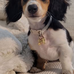 Dachshund All Grown Up from Creme de la Creme dachshunds