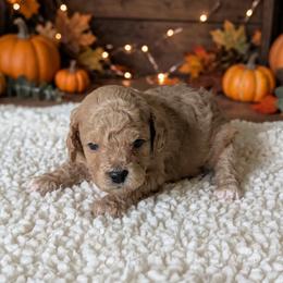 Flannel - Apricot male Cavapoo puppy in Sparta, Missouri from Sis' Doodles & Poodles