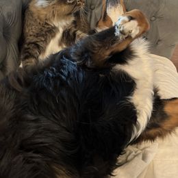 Bernese Mountain Dog and Pembroke Welsh Corgi All Grown Up from Concerto Corgis
