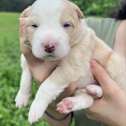 Navy collar - Gold male Border Collie puppy in Graceville, Florida from Fire N Arrows Border Collies