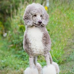 Mercury - Poodle