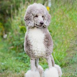 Mercury - Poodle