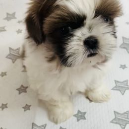 Boxer and Shih Tzu All Grown Up from Victorio Boxers & Shih-Tzu's