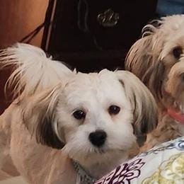 JOHNNY Cash - Havanese