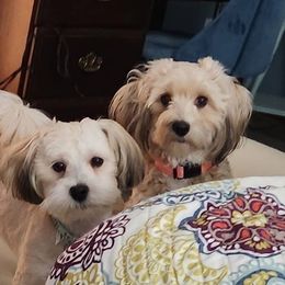 JOHNNY Cash - Havanese