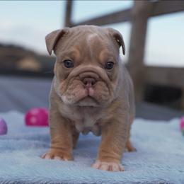 Polar - Lilac tri-color male Bulldog puppy in Warsaw, New York from Hillview Kennels