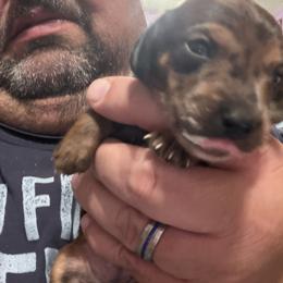 Dachshund Puppies from Witchy Woman’s Wiener’s